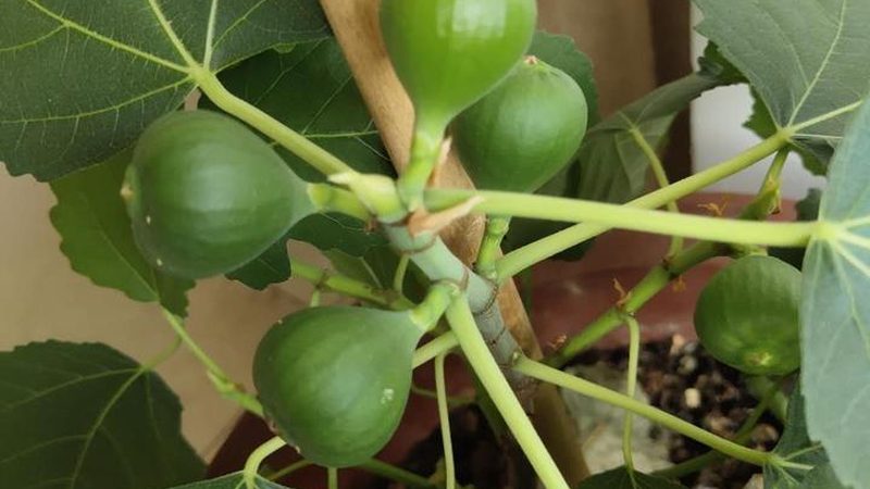 IT运维监控标准规范：构建稳定可靠的信息化基石